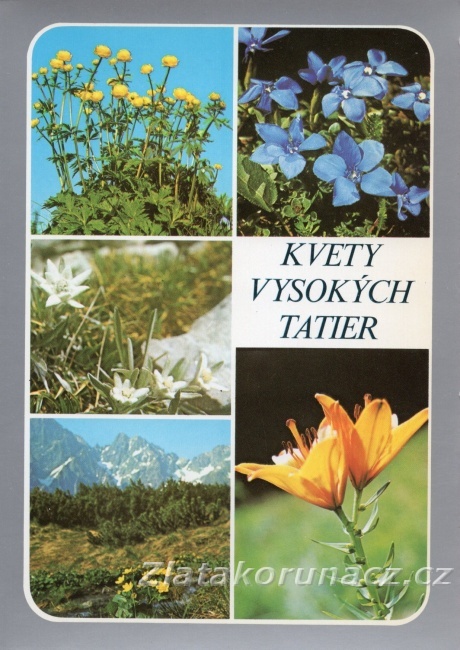 Vysoké Tatry - kvety Vysokých Tatier